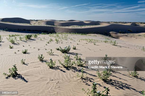seeing the sights of monahans sandhills state park - deserto de chihuahua imagens e fotografias de stock