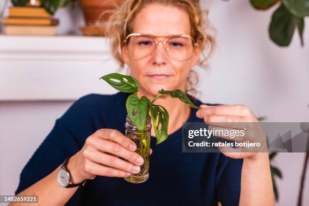 woman looking plant cutting rooting in water - plant cutting stock pictures, royalty-free photos & images