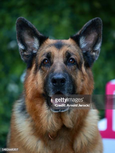 German Shepherd Dog Diesel vom Burgimwald, aka Rex, attends the 6th Canneseries International Festival : Day Three on April 16, 2023 in Cannes,...