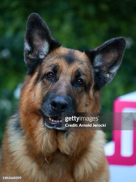 German Shepherd Dog Diesel vom Burgimwald, aka Rex, attends the 6th Canneseries International Festival : Day Three on April 16, 2023 in Cannes,...