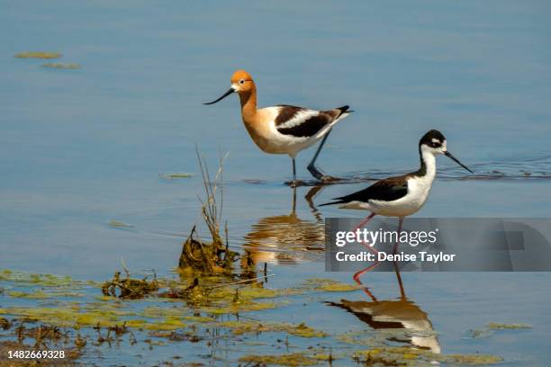 stilt and avocet in water - san luis obispo californië stockfoto's en -beelden