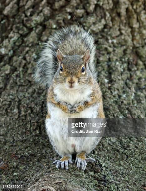 front view of a gray squirrel with bark of large tree in background - eastern gray squirrel stock-fotos und bilder