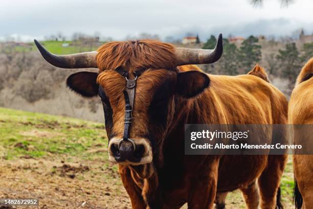 extensive cattle breeding and rural economy - quadrupedalism stock pictures, royalty-free photos & images