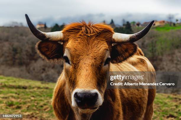 extensive cattle breeding and rural economy - oxen stock pictures, royalty-free photos & images