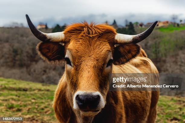 extensive cattle breeding and rural economy - vild boskap bildbanksfoton och bilder