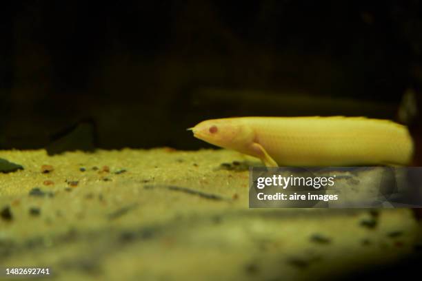 side view of a yellow dragon fish swimming on the sand in a deep pond or aquarium. - madrid zoo aquarium stock pictures, royalty-free photos & images