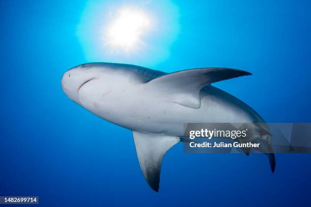 bull shark swims under the sun, deep below the surface off the coast of florida. - bull shark stock pictures, royalty-free photos & images