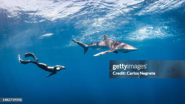 japanese freediver and shark embrace the deep blue on a sunny day - diving sharks stock pictures, royalty-free photos & images