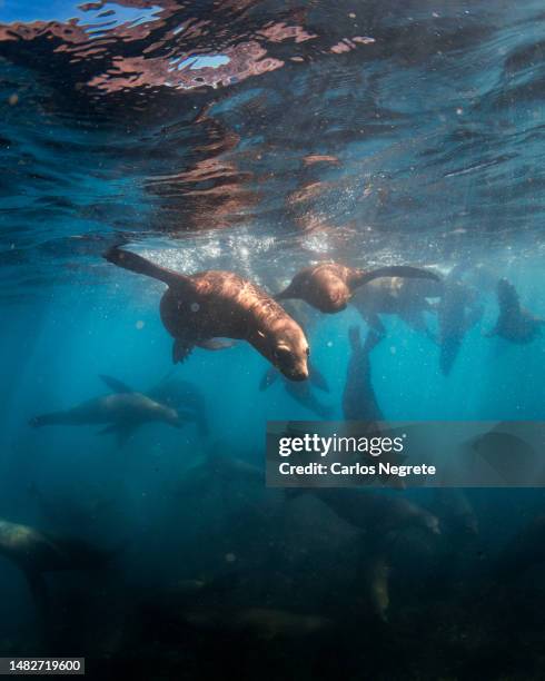 a curious pinniped - sea lion stockfoto's en -beelden