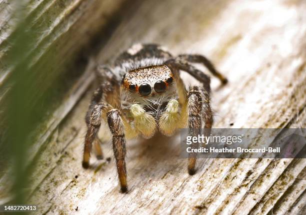 female habronattus sp. jumping spider - chelicera stock pictures, royalty-free photos & images