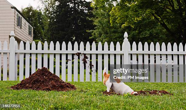 dog digging hole in front yard - scavare foto e immagini stock