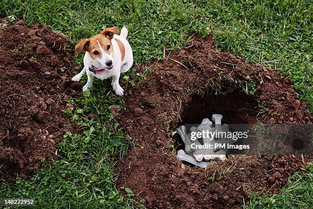 dog burying bones - bury fotografías e imágenes de stock