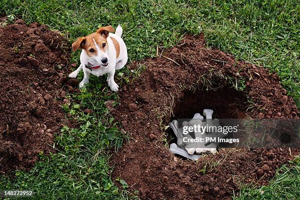 dog burying bones - trou sol photos et images de collection