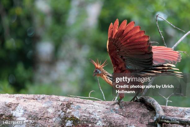 hoatzin (opisthocomus hoazin) on a branch, rio napo, oriente, ecuador - yasuni national park stock pictures, royalty-free photos & images