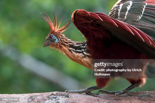 hoatzin (opisthocomus hoazin) on a branch, rio napo, oriente, ecuador - yasuni national park imagens e fotografias de stock