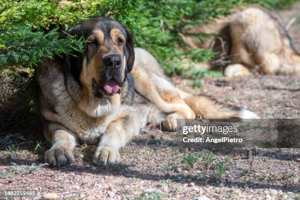 specimen of spanish mastiff resting next to a tree. - descansando stock-fotos und bilder