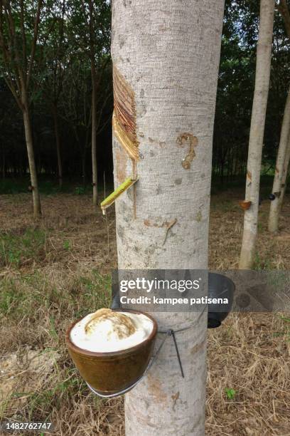 milky latex extracted from rubber tree as a source of natural rubber in thailand - rubber imagens e fotografias de stock