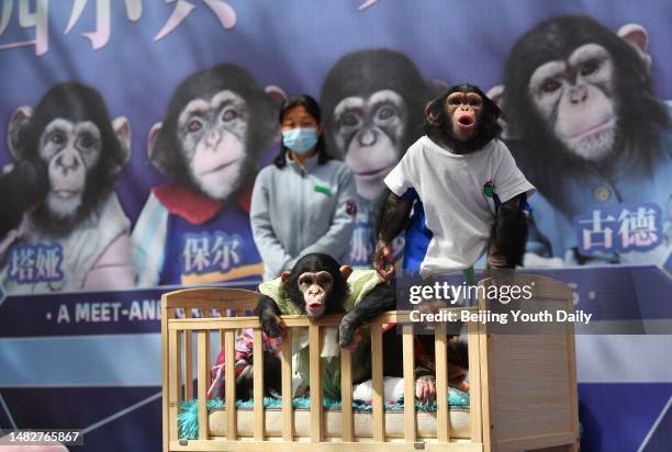 Four baby chimpanzees are seen at Beijing Wildlife Park on April 16, 2023 in Beijing, China.