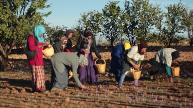 Maple Farm Rabat 127 Moroccan Farm Stock Videos, Footage, & 4K Video Clips - Getty Images