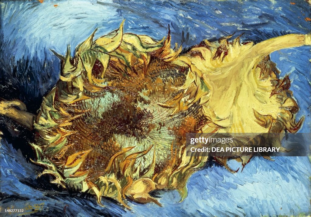 Sunflowers, 1887, by Vincent van Gogh (1853-1890), oil on canvas, 43.2x61 cm. (Photo by DeAgostini/Getty Images)