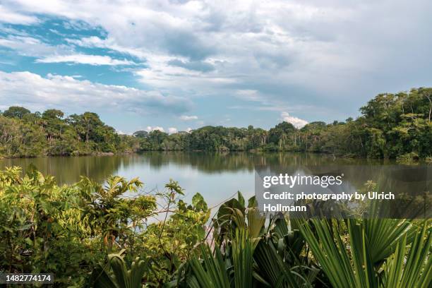 laguna garzacocha in provincia de orellana, amazonas region, ecuador - plante tropicale photos et images de collection