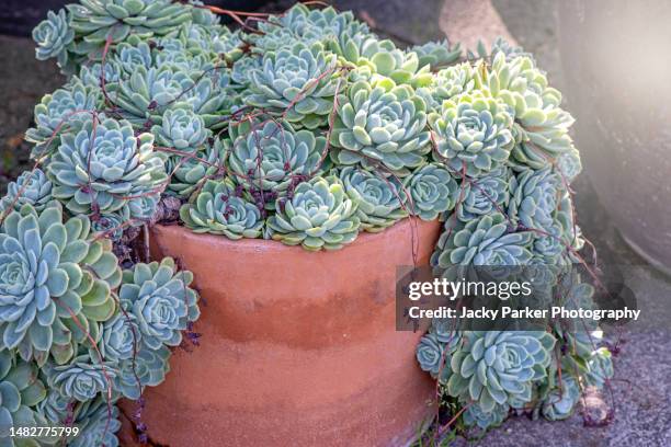 close-up of the beautiful green rosettes of the succulent plant sempervivum growing over a terracotta flower pot - sempervivum stock-fotos und bilder