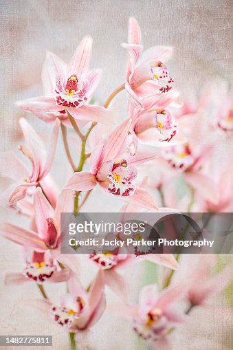 Beautiful Pale Pink Orchid Flowers Of Cymbidium Pink Delight With A ...