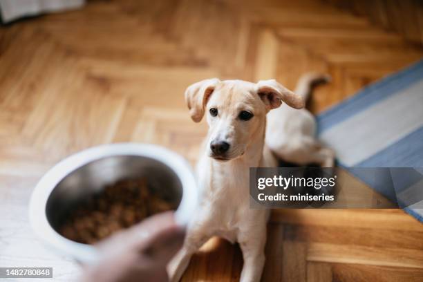 close up photo of woman hands holding bowl of granules for her dog - dog eating 個照片及圖片檔