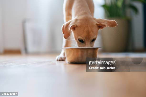 little dog eating bowl of granules para el desayuno - dog bowl fotografías e imágenes de stock