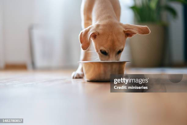 little dog eating bowl of granules for breakfast - feeding puppies stock pictures, royalty-free photos & images