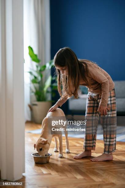 happy girl feeding her dog in the morning - dog eating a girl out stock pictures, royalty-free photos & images