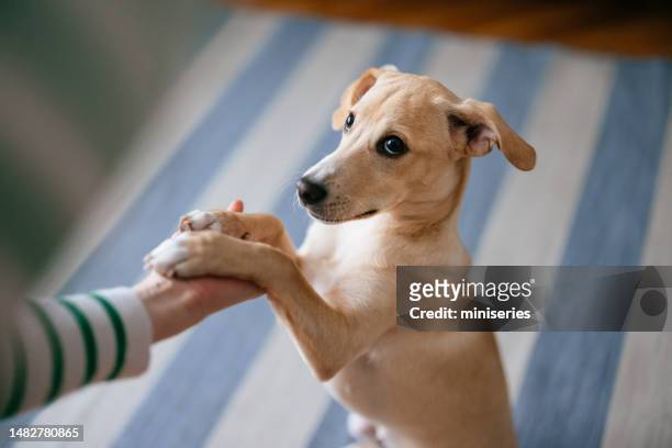 家で犬の足を持つ女性の手の接写写真 - animal foot ストックフォトと画像