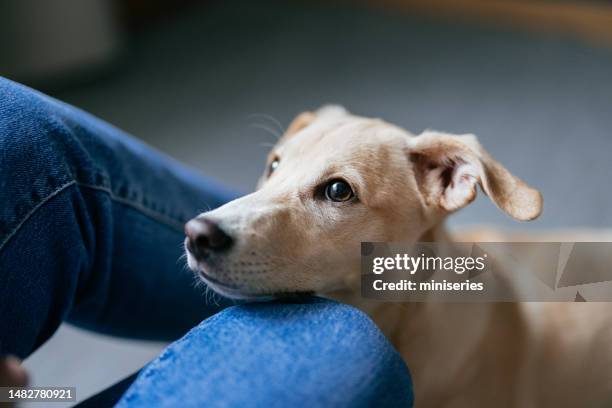 una donna anonima seduta con il suo cane a casa - cagnolino foto e immagini stock