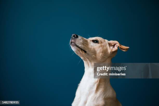 55,881 Dog Head Stock Photos, High-Res Pictures, and Images - Getty Images