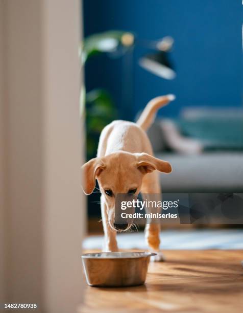 close up photo of man hands feeding little dog at home - dog food stock pictures, royalty-free photos & images