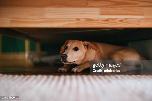 scared dog is hiding under the bed at home - stage fright stock pictures, royalty-free photos & images