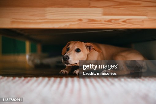 Cão assustado está escondido debaixo da cama em casa Cão assustado está escondido debaixo da cama em casa