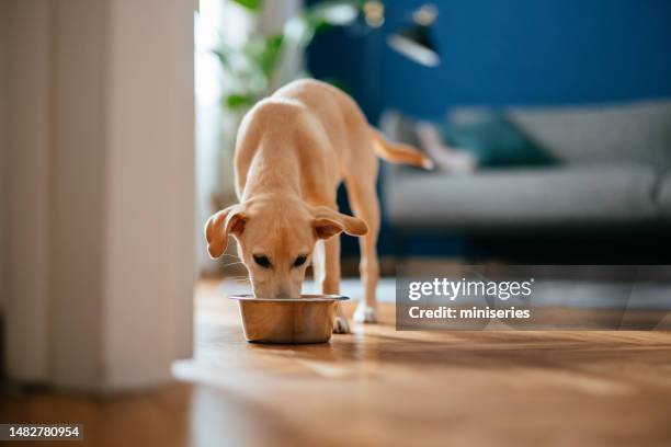 little dog eating his breakfast at home - djurmat bildbanksfoton och bilder