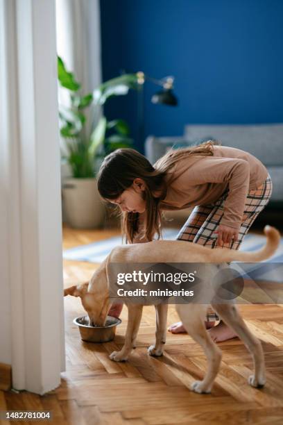 smiling girl feeding her dog in the morning - dog eating a girl out stock pictures, royalty-free photos & images