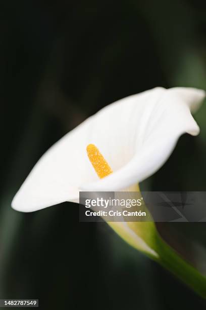 white calla lily - calla lilies white stock-fotos und bilder