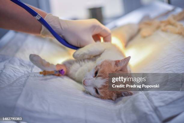 checking heartbeat of lying cat after surgery on operation table - clinique vétérinaire photos et images de collection