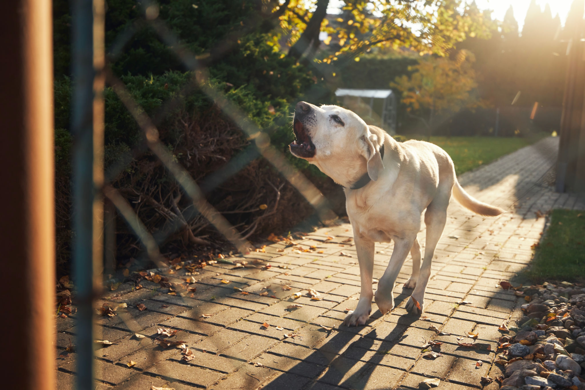 Barking dog behind fence of house Barking dog behind fence of house