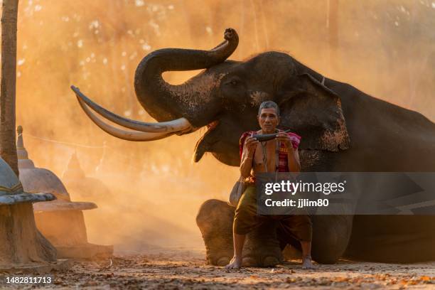 native thai mahout elder in local traditional northeast costume holding a tusk instrument sitting by a giant elephant - surin imagens e fotografias de stock