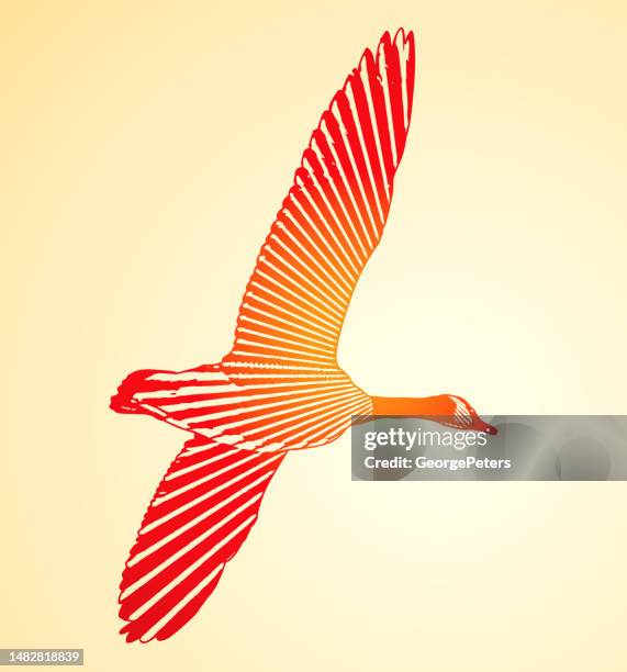 canada goose in flight - red feather texture stock illustrations