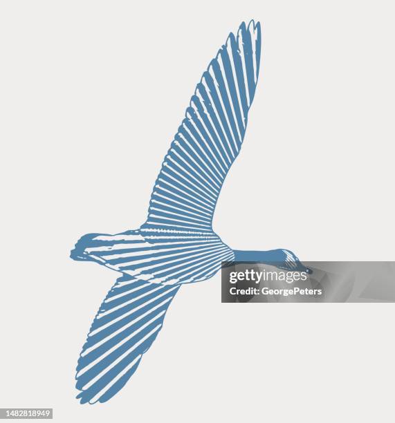 canada goose in flight - canada goose stock illustrations