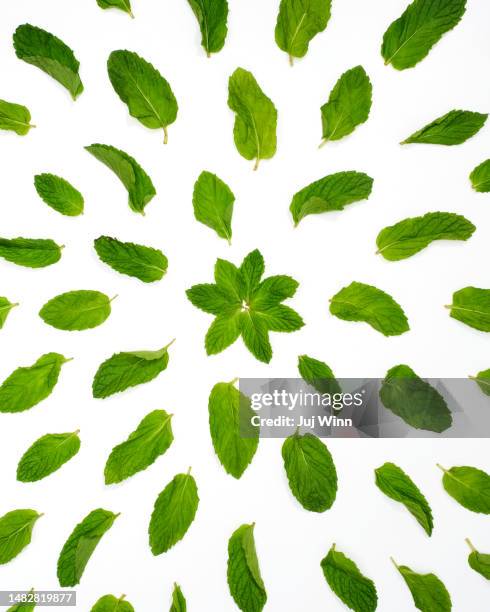 fresh mint - menthol stock-fotos und bilder