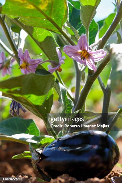 aubergine and aubergine flower on the plant in the garden - eggplant flower stock pictures, royalty-free photos & images