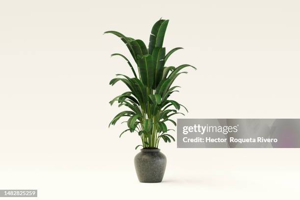 3d render of indoor green plant with vase in white background - potted plant stock pictures, royalty-free photos & images