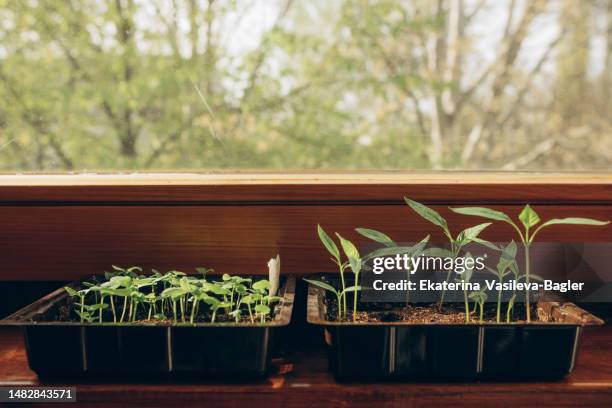 seedlings of pepper and basil on the windowsill - peat stockfoto's en -beelden