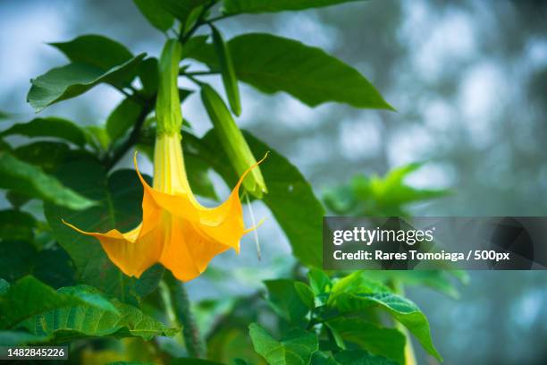 close-up of yellow flowering plant,romania - angels trumpet stock-fotos und bilder